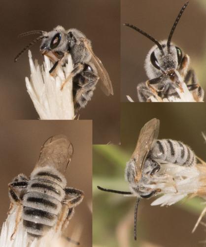 Réf. 265 615 : Seladonia pollinosa