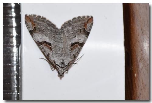 Aplocera praeformata