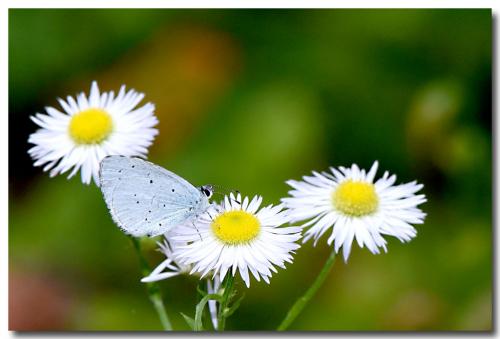 Celastrina argiolus