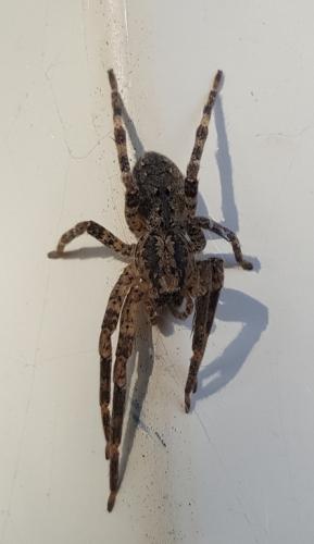 Zoropsis spinimana