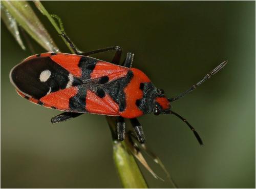 Réf. 265 466 : Lygaeus equestris