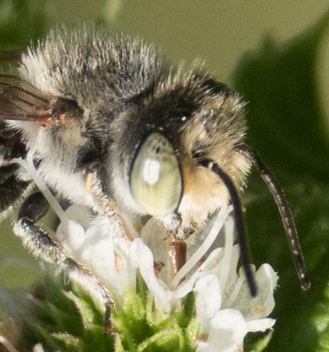 Megachile sp.