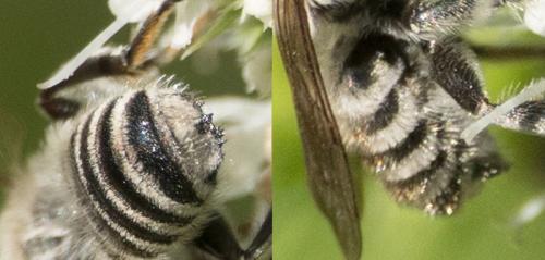 Megachile sp.