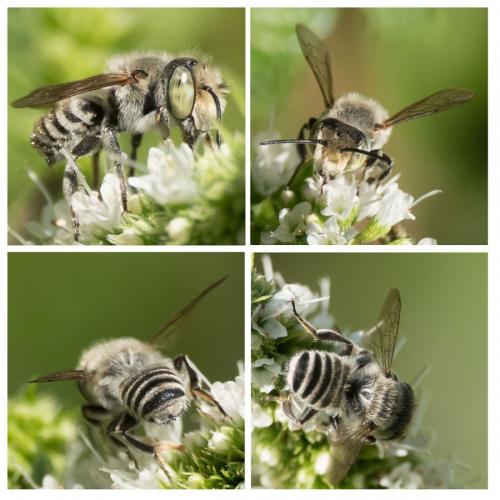 Megachile sp.