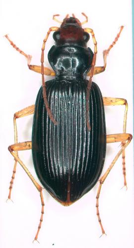 Réf. 265 641 : Nebria picicornis