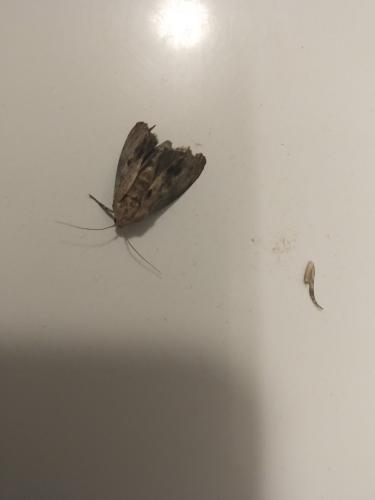 Galleria mellonella