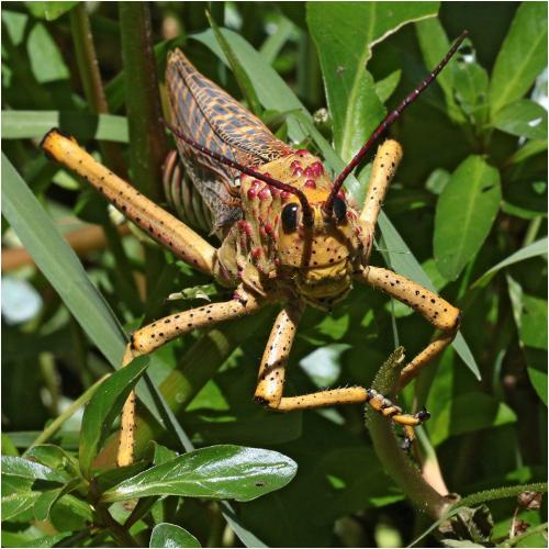 Phymateus baccatus