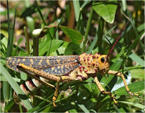 Phymateus baccatus