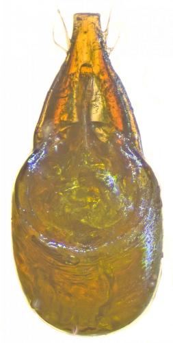 Euconnus pandellei