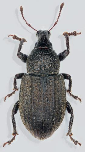 Réf. 265 192 : Barynotus sabulosus