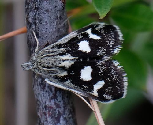 Réf. 265 928 : Eurrhypis pollinalis