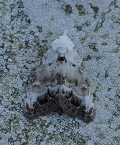 Nola infantula