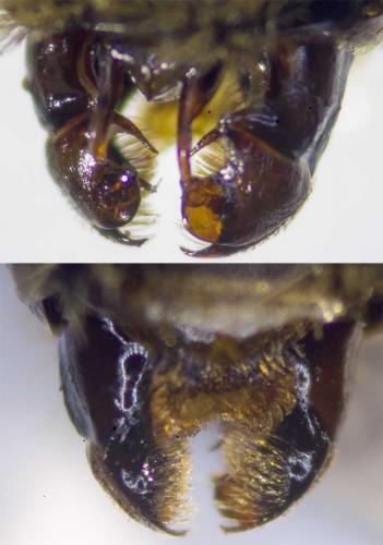 Bombus pascuorum