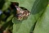 265983 – Photo : Michel Renou – France (91)