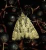 265564 – Photo : Nirina Andrianarisoa – France (95)