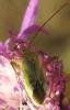 265012 – Photo : Antoinette Fleixas – France (21)