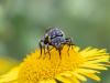 265665 – Photo : Vincent Herledan – France (40)