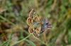 265431 – Photo : RENOULT – France (34)