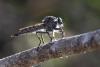 265326 – Photo : Bernard Nogues – France (83)