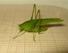 Phaneroptera nana