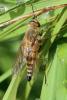 265176 – Photo : Mathurin CARNET – France (58)