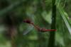 265837 – Photo : morikan – France (37)