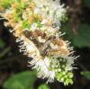265493 – Photo : Jean-Luc Ranger – France (49)