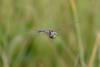 265399 – Photo : Laurent Jourdheuil – France (39)