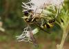 265865 – Photo : Denis Bucaille – France (60)