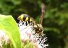 265866 – Photo : Denis Bucaille – France (60)