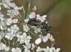Hylaeus sp.