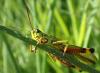 265451 – Photo : Catherine Reymonet-Smitten – France (19)