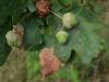 265931 – Photo : Catherine Reymonet-Smitten – France (19)