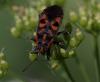 265581 – Photo : Michel Guinchard – France (25)