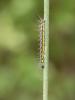265439 – Photo : BourrinOman – France (83)