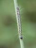265438 – Photo : BourrinOman – France (83)
