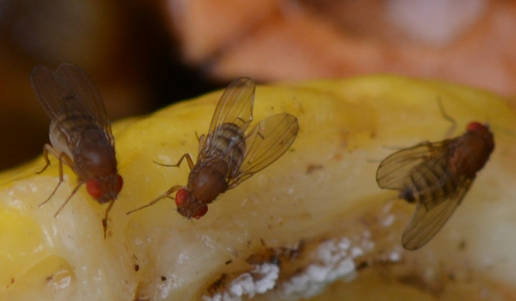 Christian Berquer - Drosophila sp. - réf. 265419 (1046 x 610 pixels, 150 ko)
