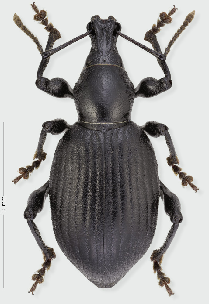 Pascal De Bleeckere - Otiorhynchus (Phalantorrhynchus) pourtoyi - réf. 265196 (687 x 996 pixels, 170 ko)