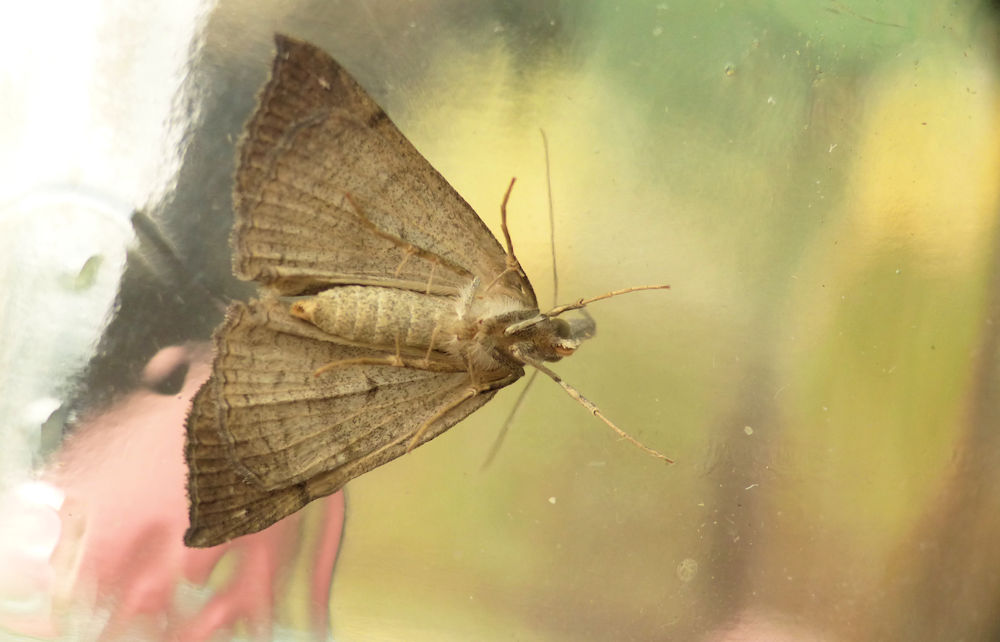 Jean-Pierre Viallard - Hypena proboscidalis - réf. 265888 (1000 x 642 pixels, 70 ko)