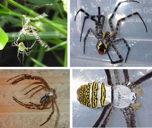 Réf. 266 506 : Argiope aemula