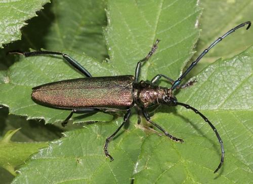 Réf. 266 037 : Aromia moschata