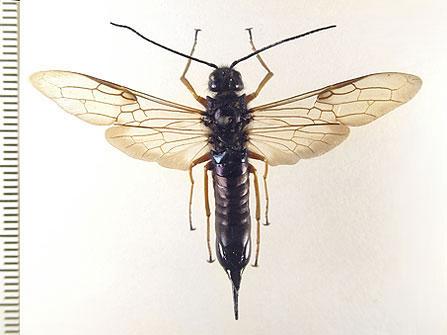 Sirex noctilio