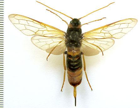 Réf. 266 120 : Urocerus gigas