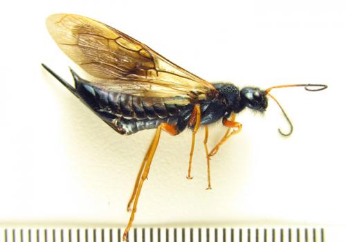 Réf. 266 094 : Sirex juvencus