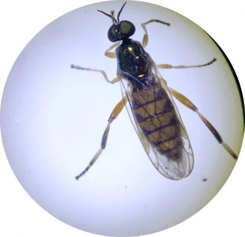Réf. 266 492 : Chorisops nagatomii