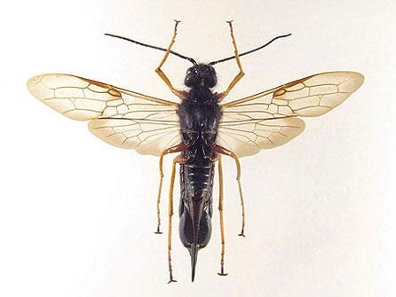 Sirex noctilio