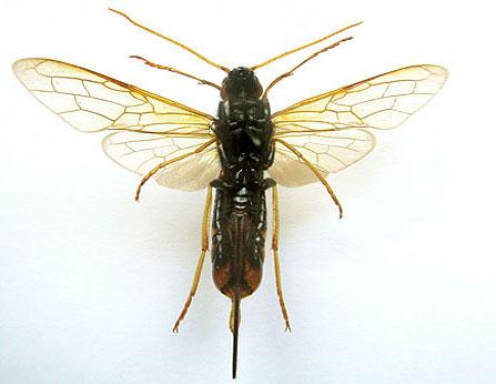 Réf. 266 121 : Urocerus gigas