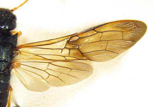 Réf. 266 096 : Sirex juvencus