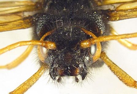 Réf. 266 122 : Urocerus gigas