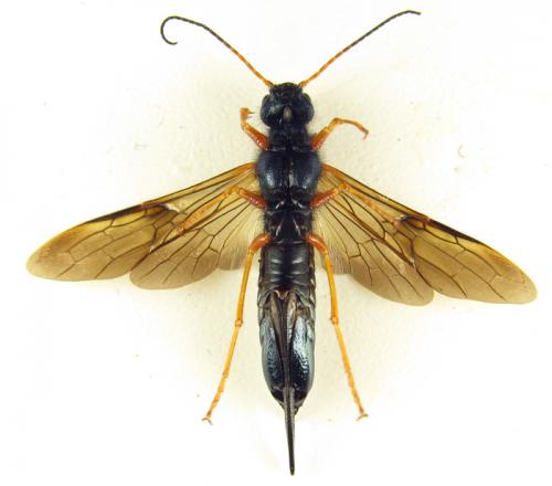 Réf. 266 097 : Sirex juvencus